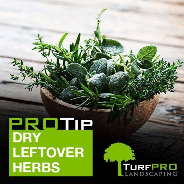 dry leftover herbs